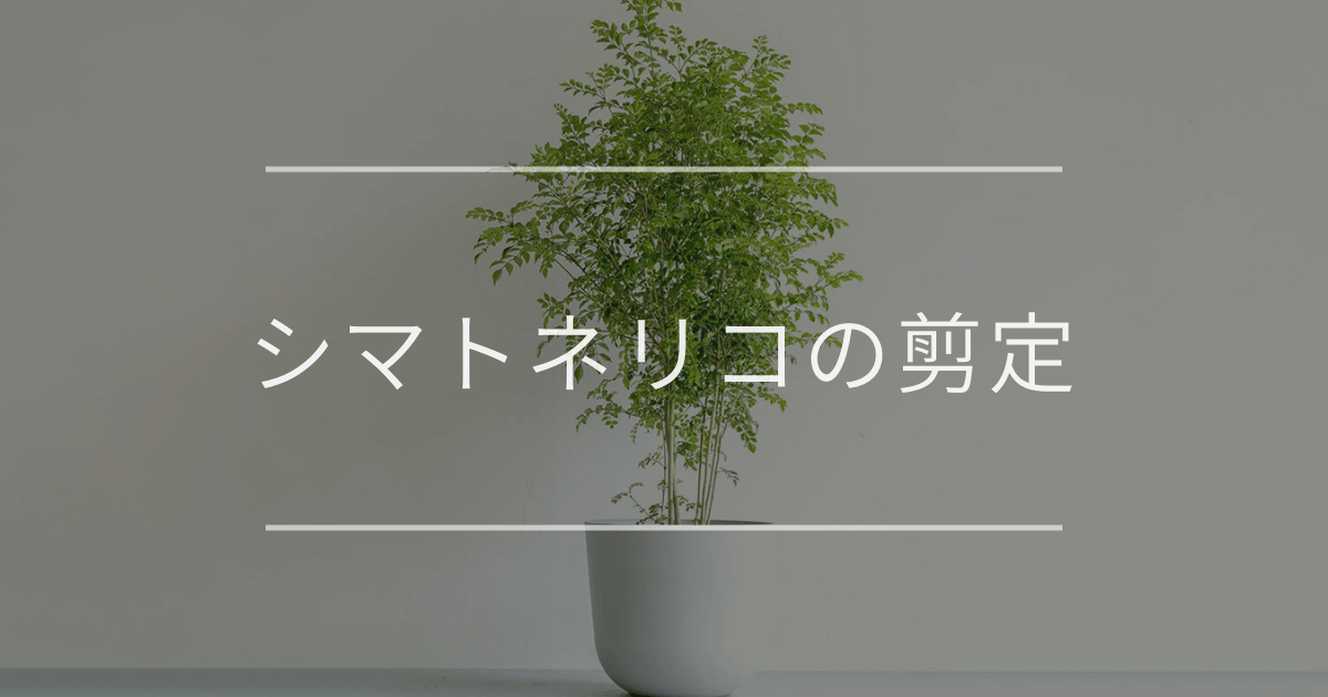 シマトネリコの剪定