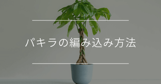 パキラの編み込み方法