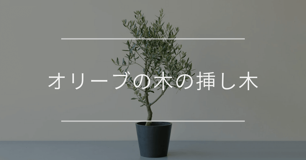 オリーブの木の挿し木｜時期と方法について