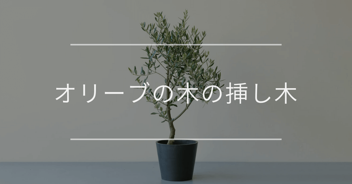 オリーブの木の挿し木