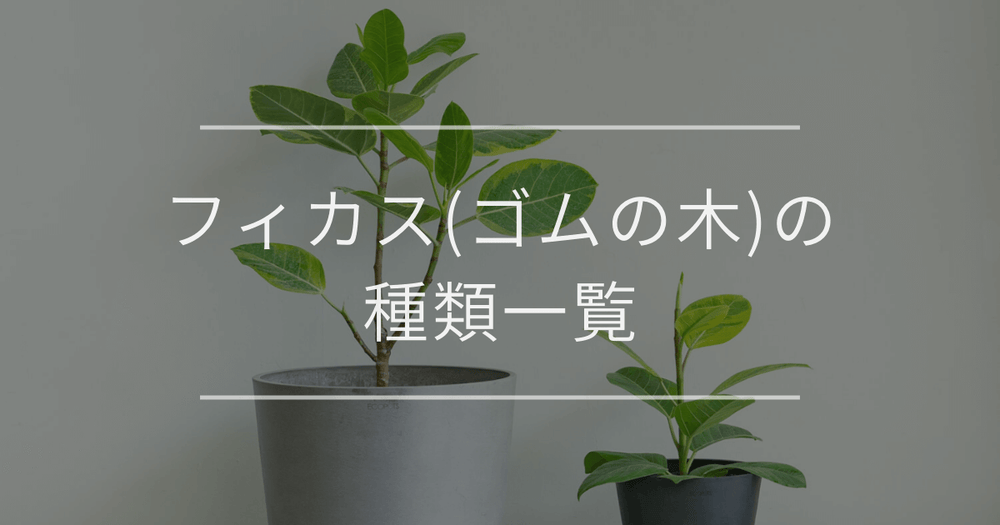 フィカス(ゴムの木)の種類一覧｜初心者やギフト向けを紹介