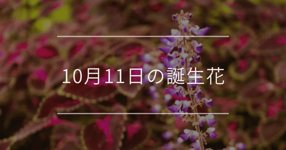 10月11日の誕生花：コリウス・ミソハギの花言葉など