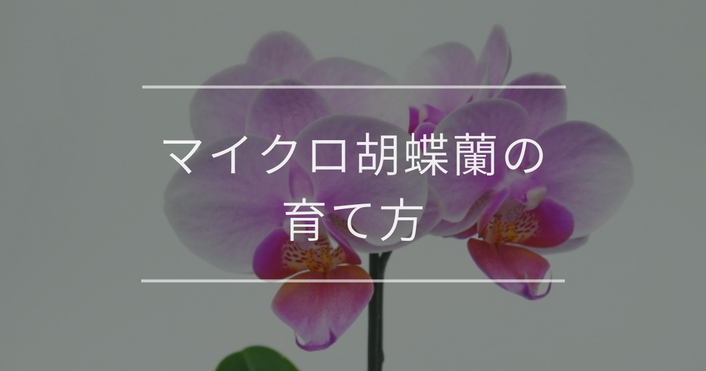 マイクロ胡蝶蘭の育て方｜管理方法やよくあるトラブルの対処法