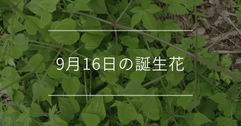 9月16日の誕生花：アカネ・リンドウの花言葉など