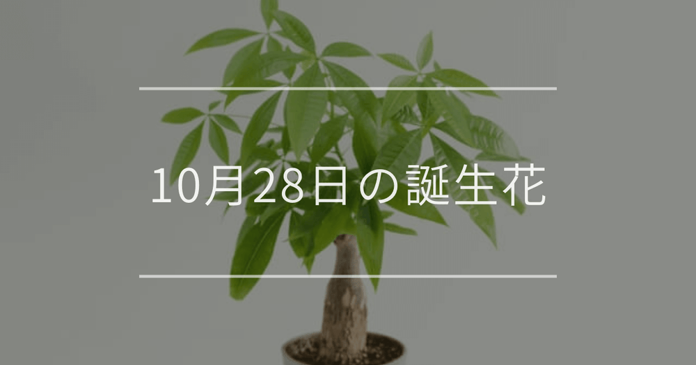 10月28日の誕生花：パキラ・ワレモコウの花言葉など