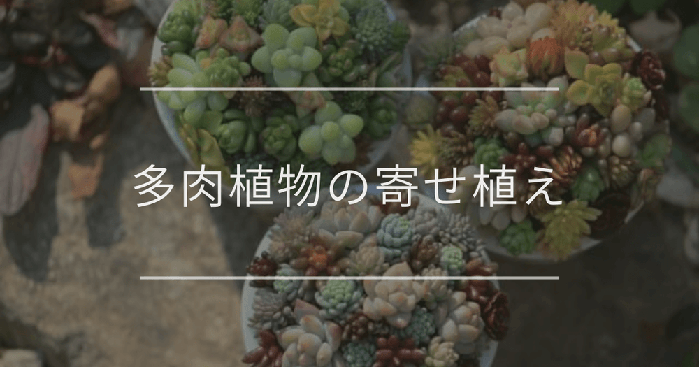 多肉植物の寄せ植え｜必要な道具や作り方について
