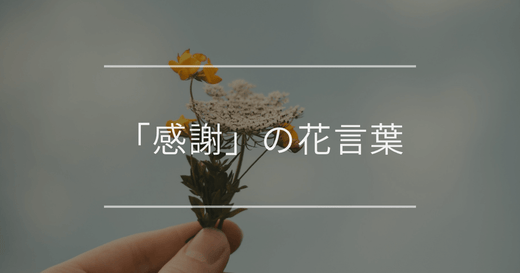 「感謝」の花言葉｜母の日など贈る相手やシーン別におすすめの花