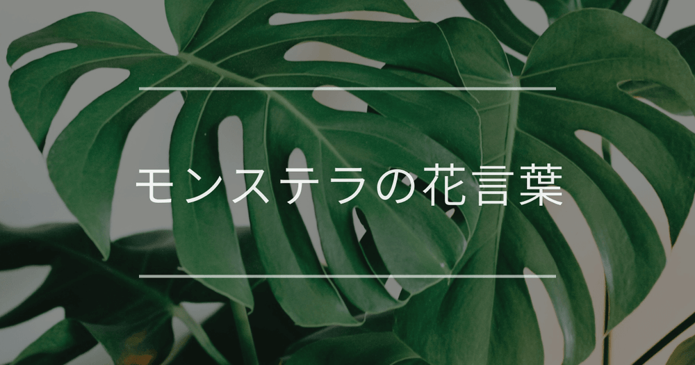 モンステラの花言葉｜由来や名前の意味、風水効果