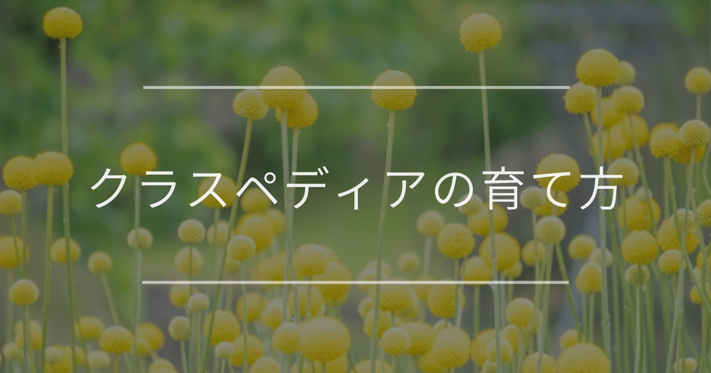 クラスペディアの育て方｜適切な栽培環境とよくあるトラブルの対処法
