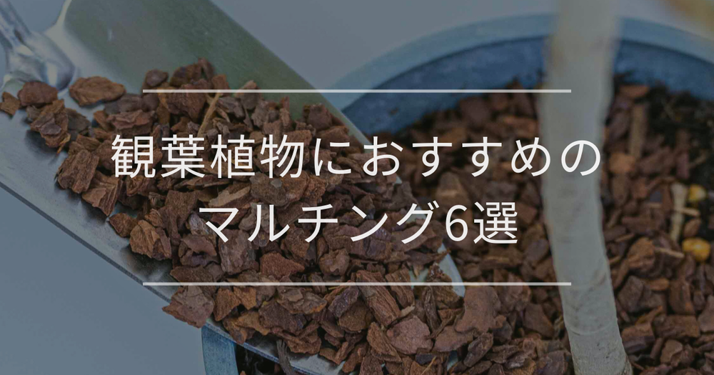 観葉植物におすすめのマルチング6選｜おしゃれな飾り方やデメリット・メリット