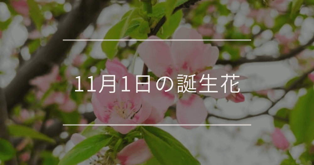 11月1日の誕生花：カリン・アケビの花言葉など