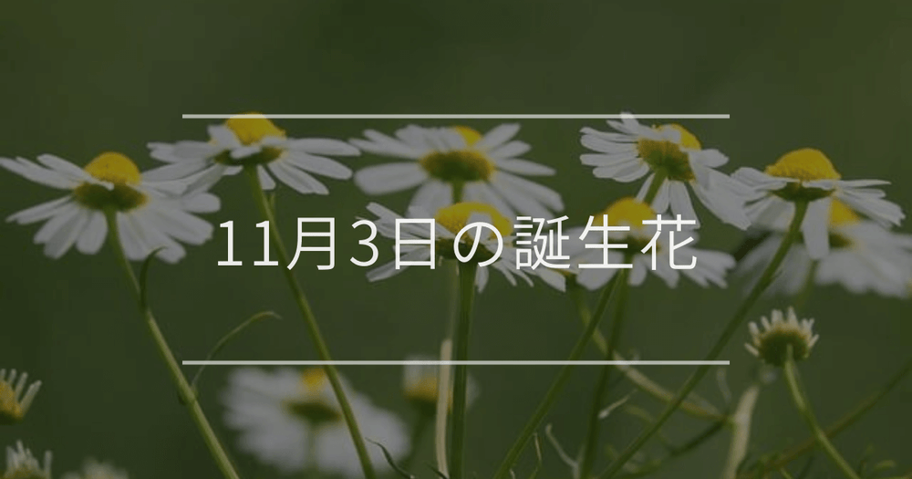 11月3日の誕生花：カモミール・黄色いキクの花言葉など