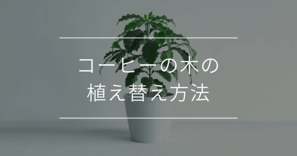 【完全版】コーヒーの木の植え替え方法｜失敗しない時期・土選び・手順
