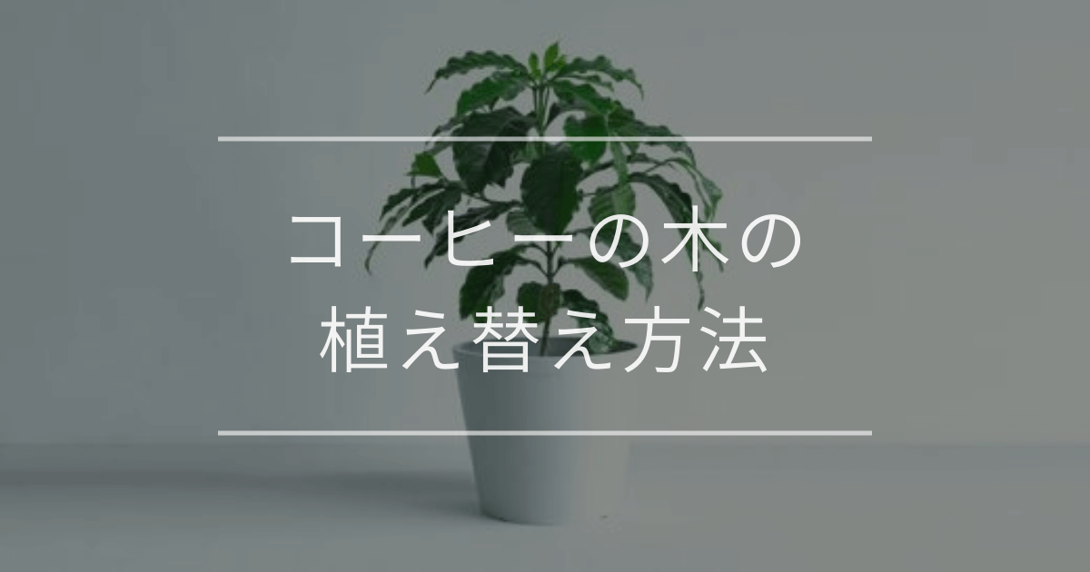 コーヒーの木の植え替え方法