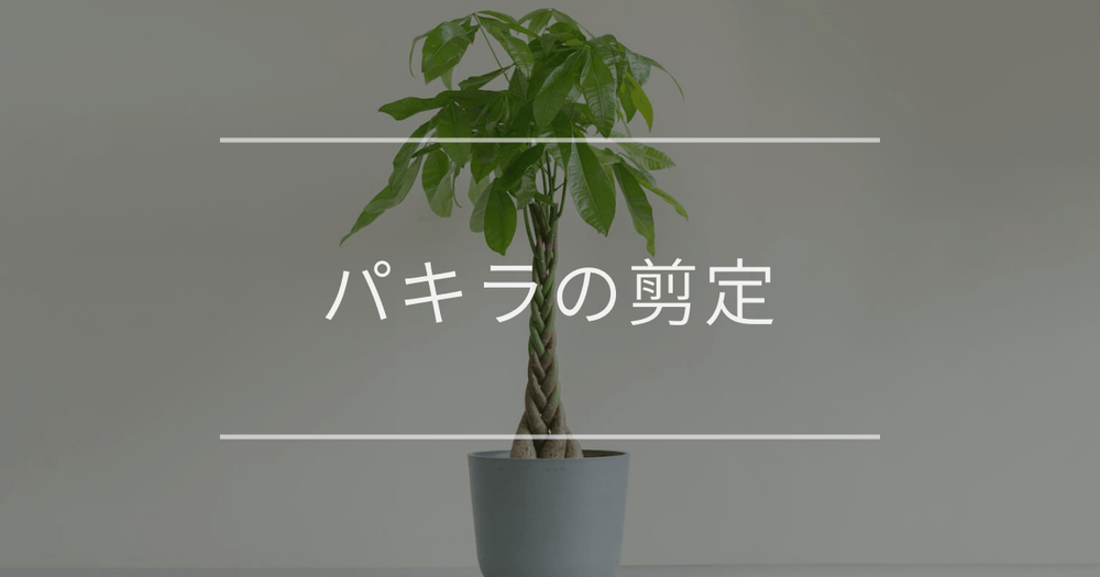 パキラの剪定方法｜理由や切る時期について