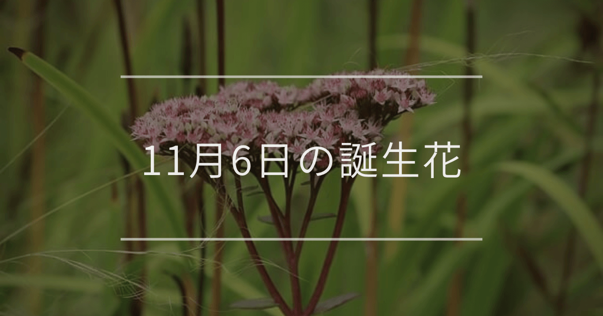 11月6日の誕生花