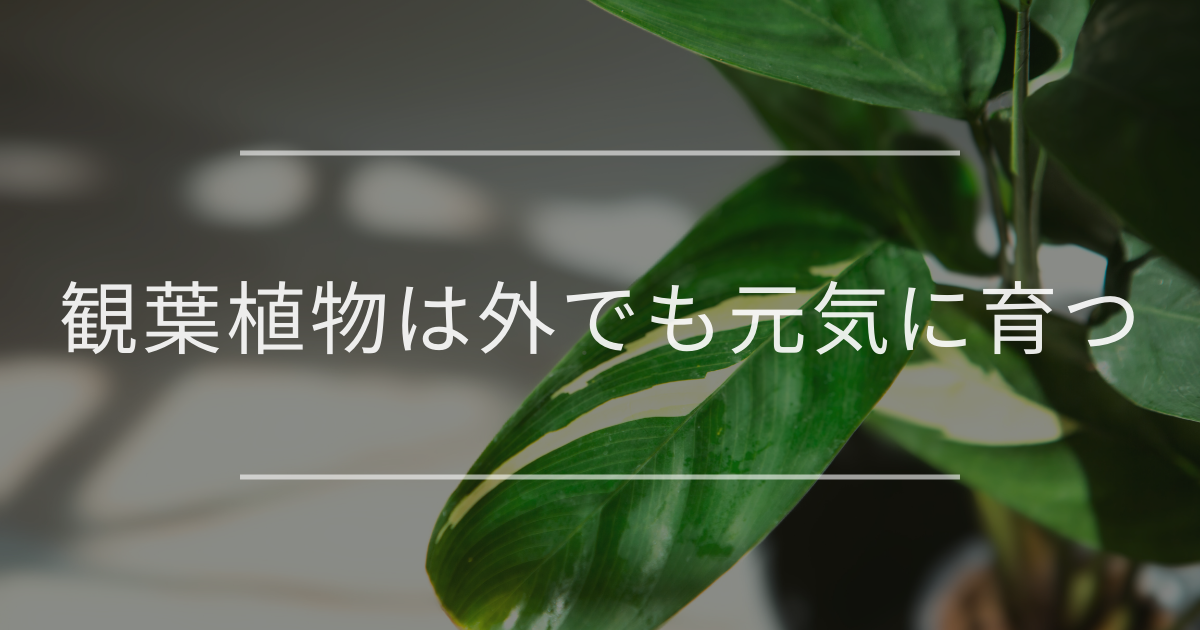 観葉植物は外でも元気に育つ