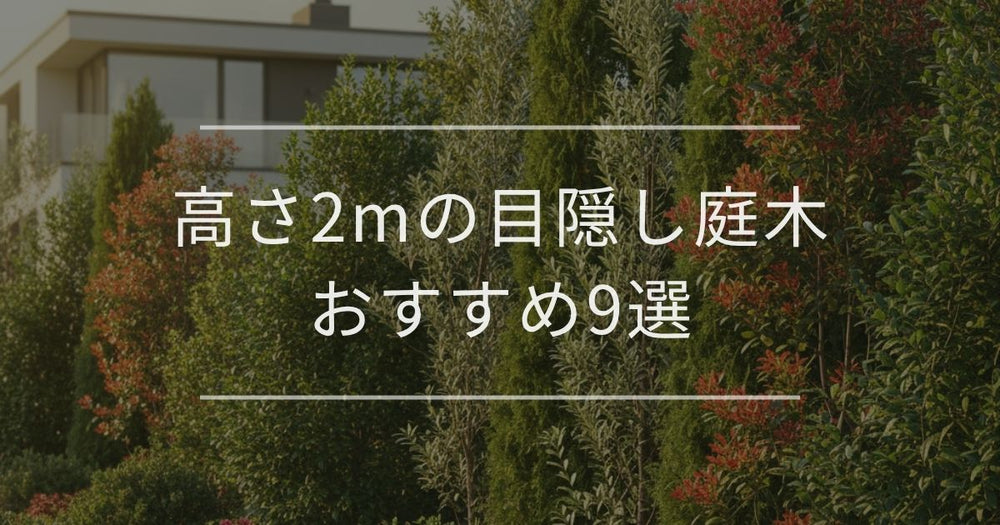 【完全版】高さ2mの目隠し庭木おすすめ9選