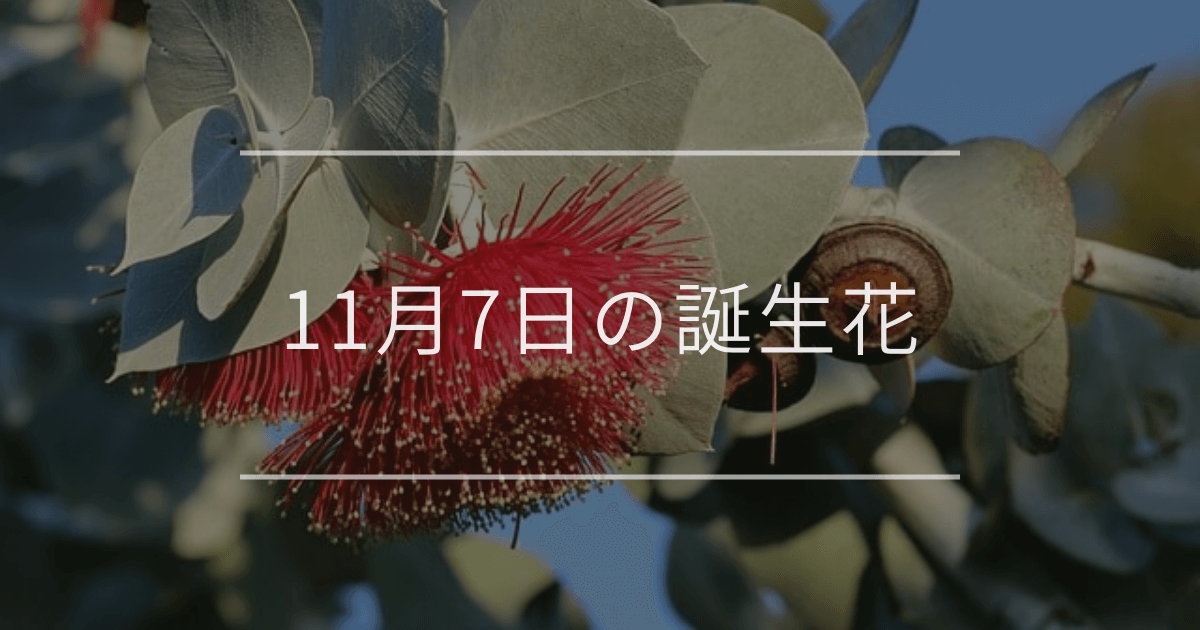 11月7日の誕生花