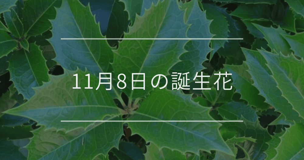 11月8日の誕生花：ヒイラギ・ステルンベルギアの花言葉など