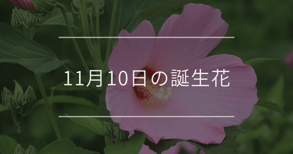 11月10日の誕生花：フヨウ・ブッドレアの花言葉など