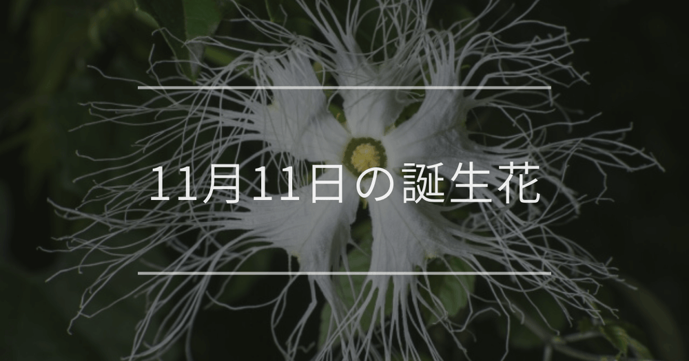 11月11日の誕生花：カラスウリ・白いツバキの花言葉など