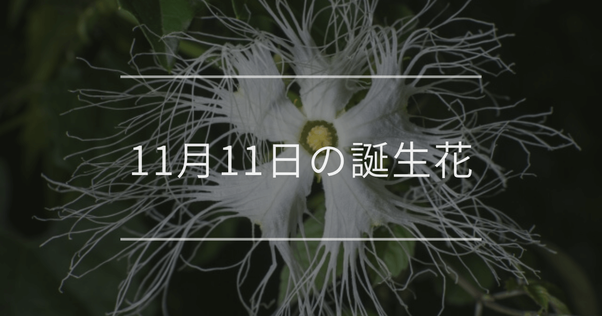 11月11日の誕生花