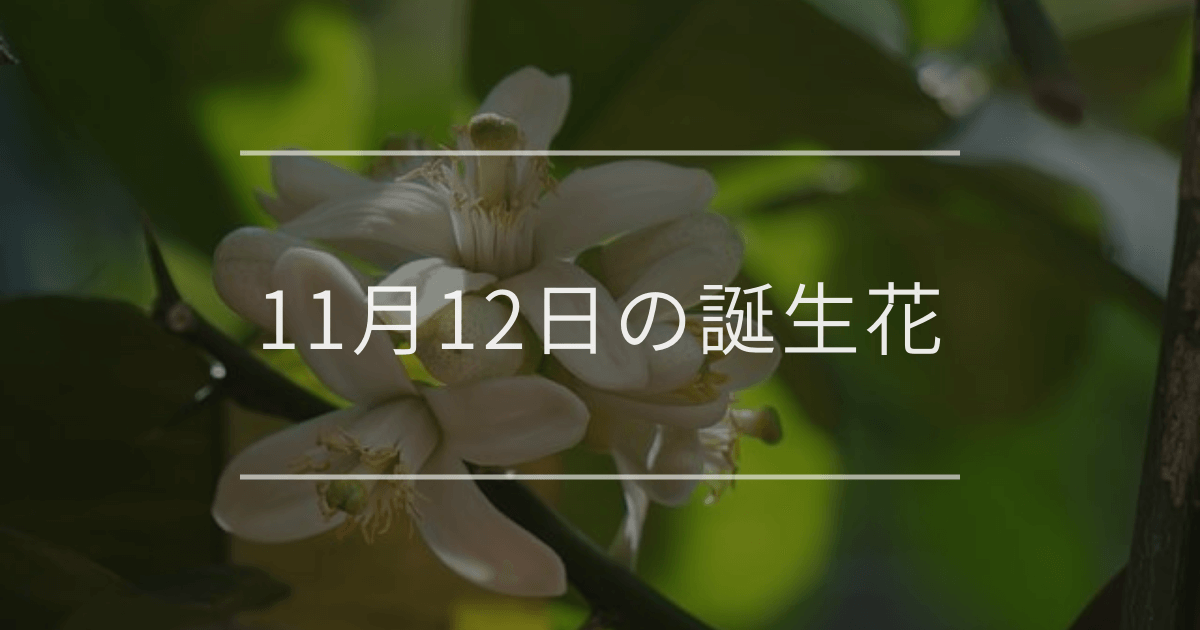 11月12日の誕生花