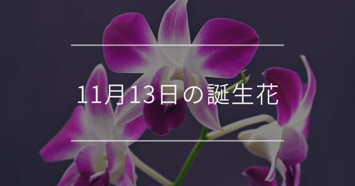 11月13日の誕生花