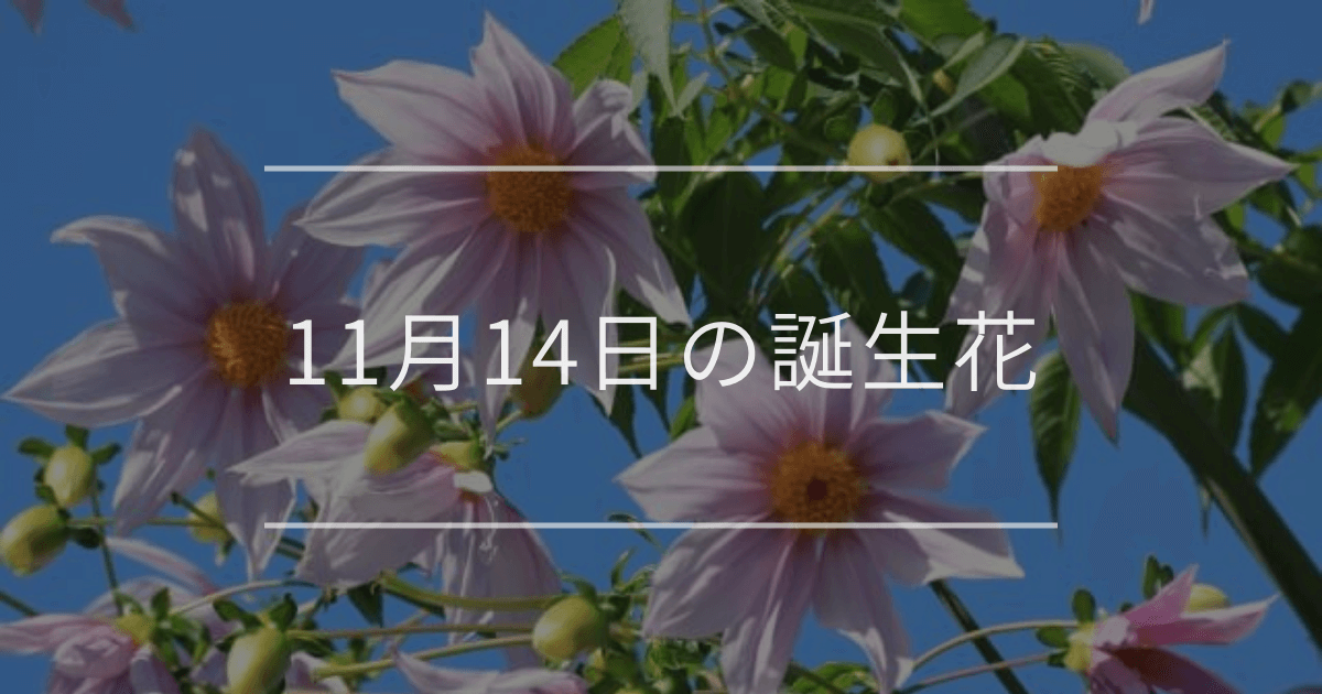 11月14日の誕生花