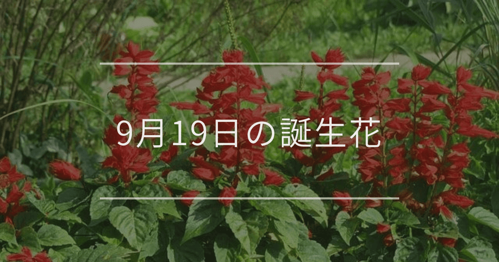 9月19日の誕生花：サルビア・ツリフネソウの花言葉など