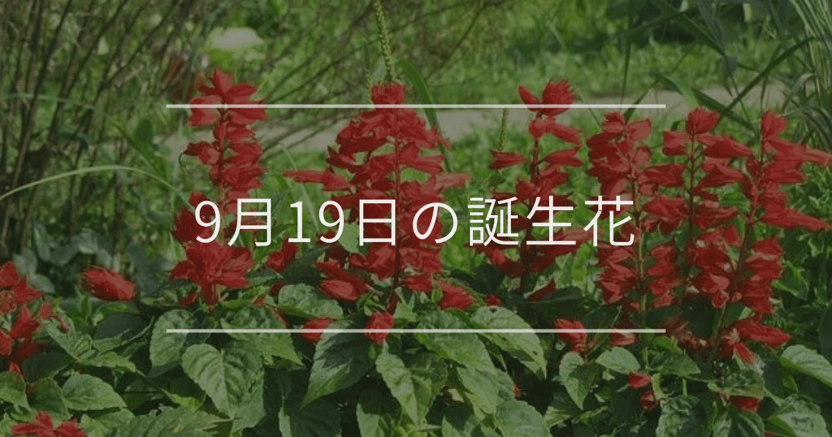 9月19日の誕生花