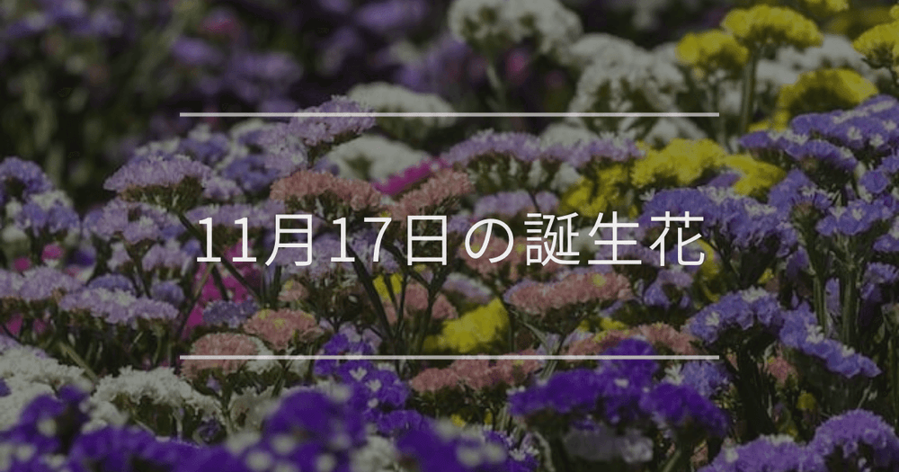 11月17日の誕生花：スターチス・ネリネの花言葉など