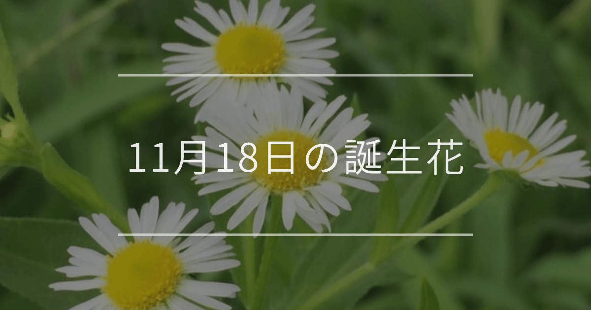 11月18日の誕生花