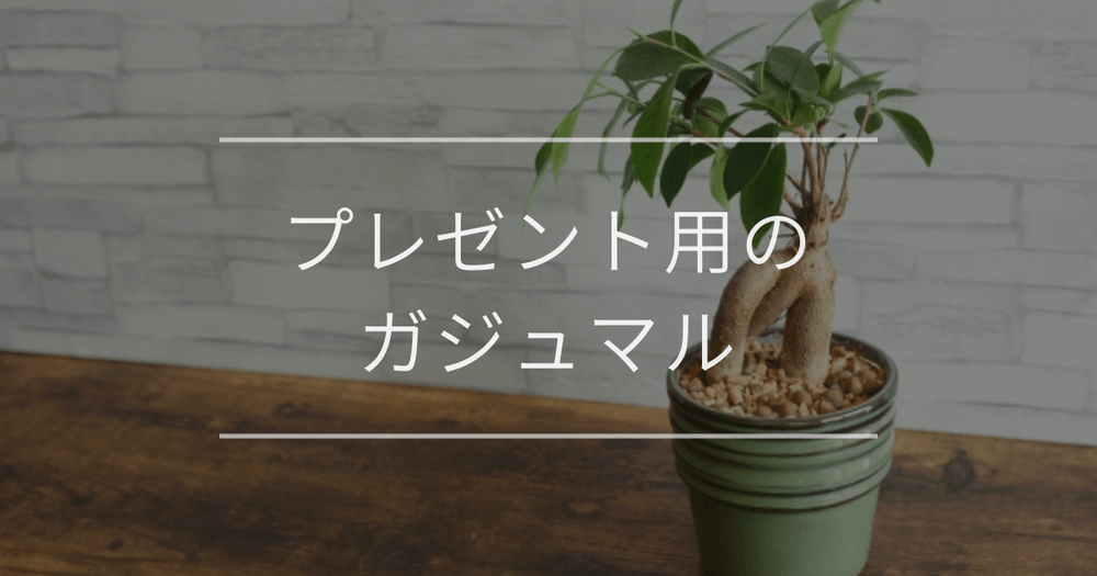 プレゼント用のガジュマル｜魅力や贈るときの注意点について