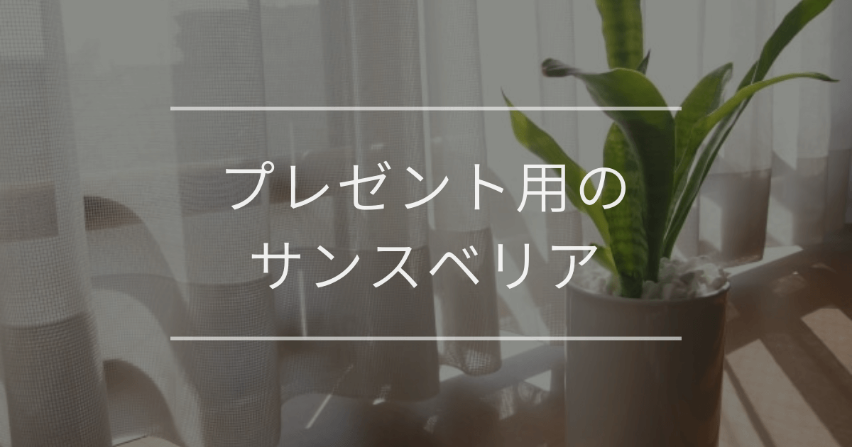 プレゼント用のサンスベリア