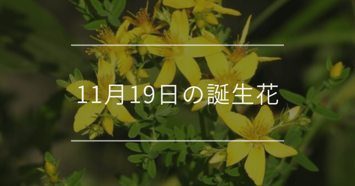 11月19日の誕生花