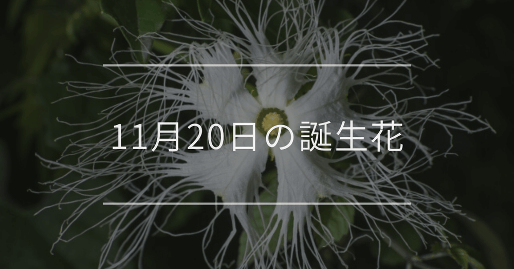11月20日の誕生花：カラスウリ・ツワブキの花言葉など