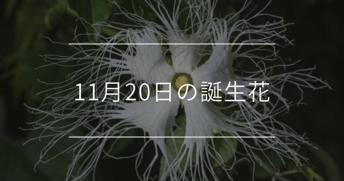 11月20日の誕生花