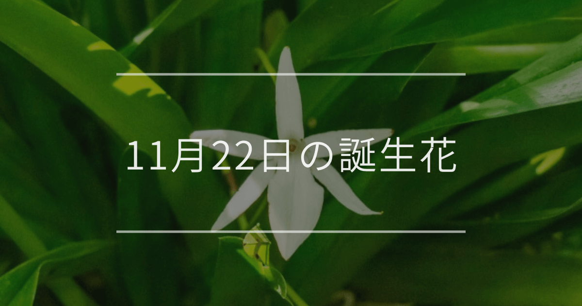 11月22日の誕生花
