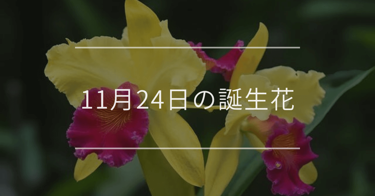 11月24日の誕生花