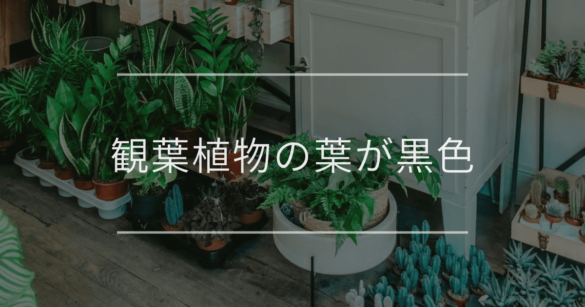 観葉植物の葉が黒色
