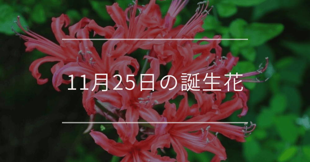 11月25日の誕生花：ネリネ・パンパスグラスの花言葉など