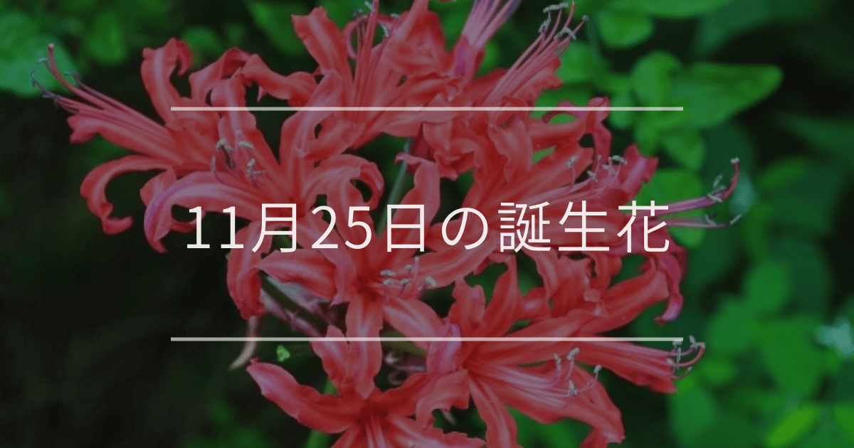 11月25日の誕生花