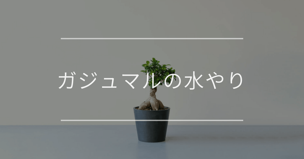 ガジュマルの水やり｜季節や用土別に解説