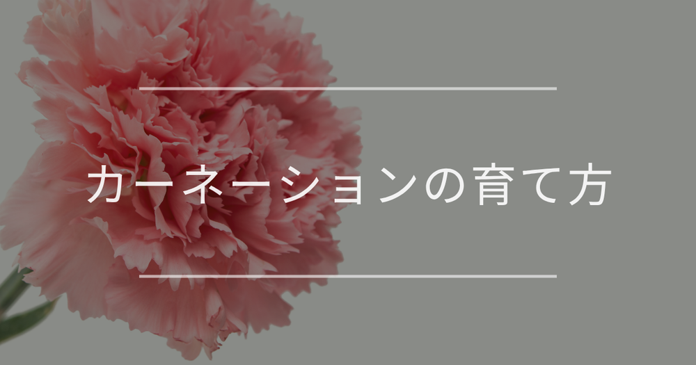 カーネーションの育て方完全ガイド｜枯れる原因や害虫対策も解説