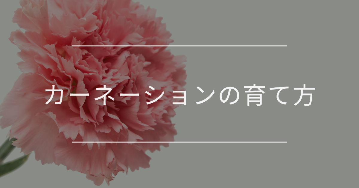 カーネーションの育て方完全ガイド｜枯れる原因や害虫対策も解説