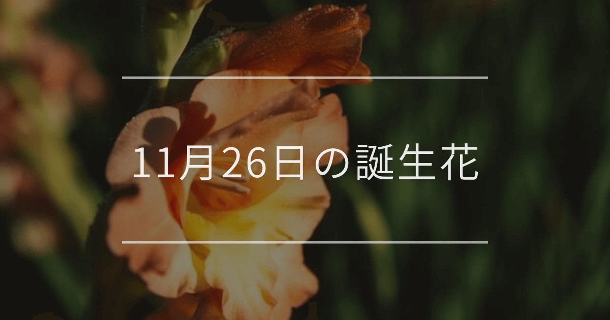 11月26日の誕生花