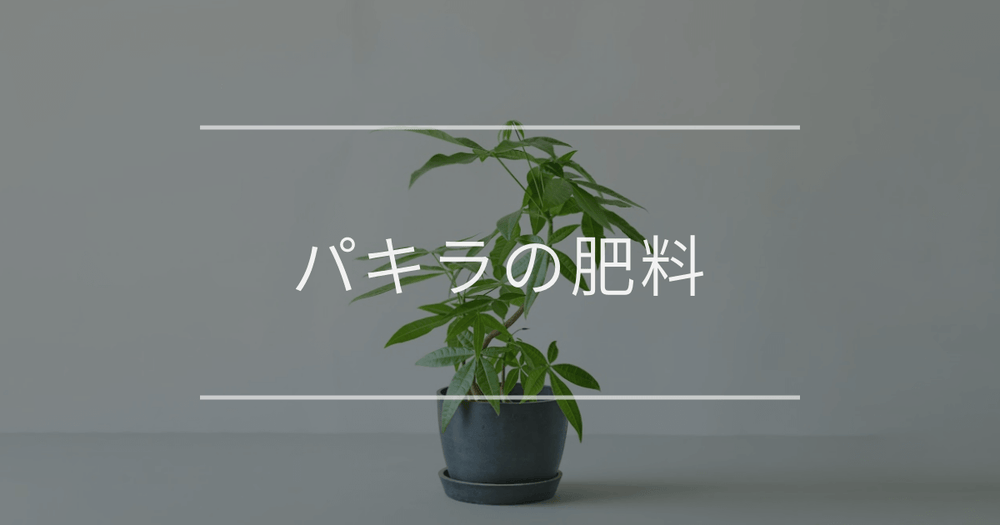 パキラの肥料｜与え方や注意点について