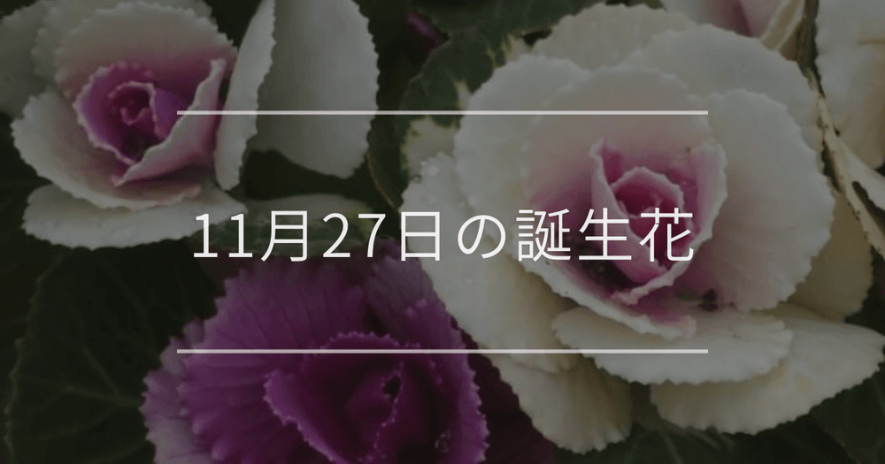 11月27日の誕生花：ハボタン・赤いキクの花言葉など